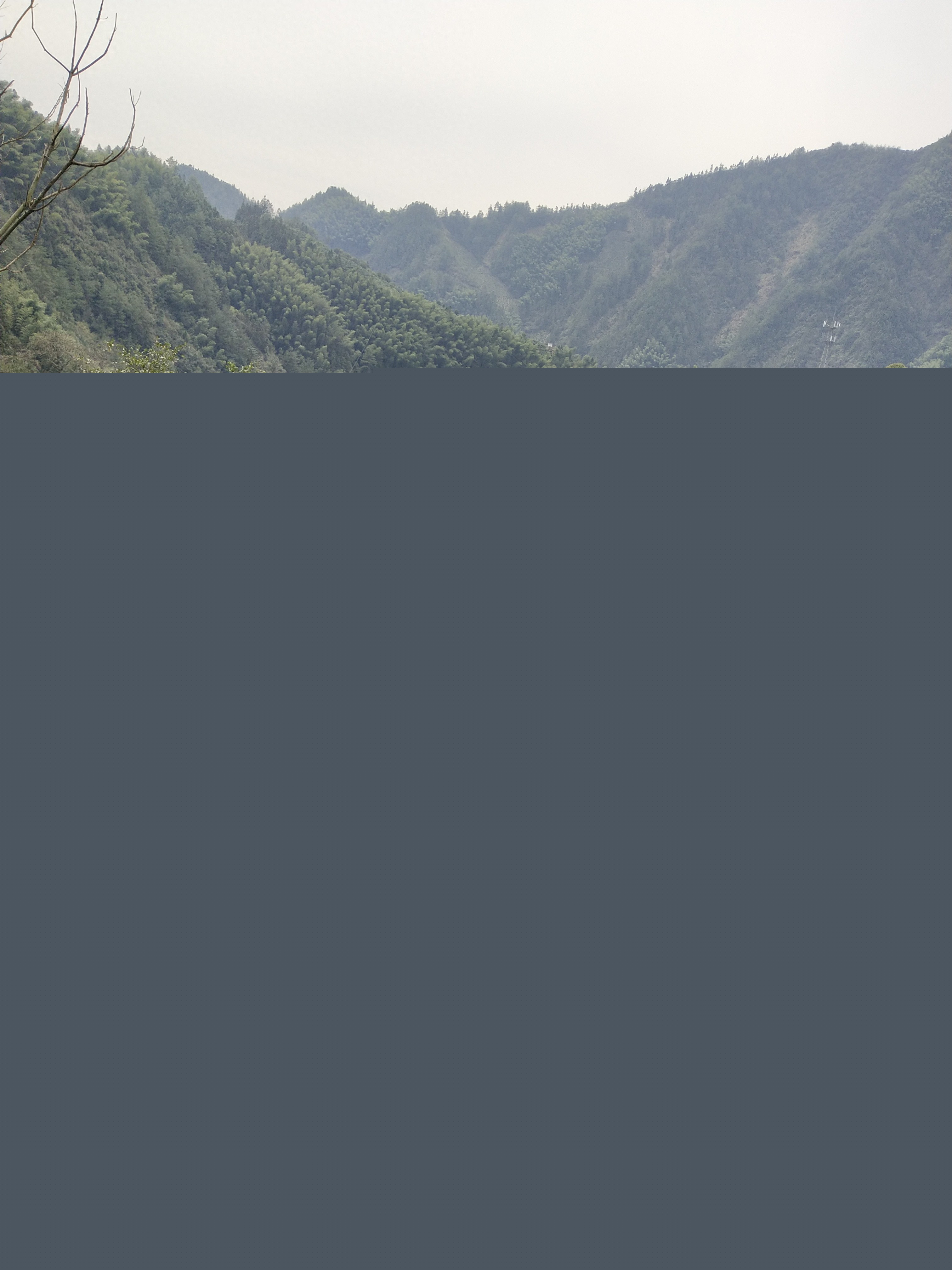 黄山毛峰-富溪核心产区，茶农忙碌的生活，采茶卖茶